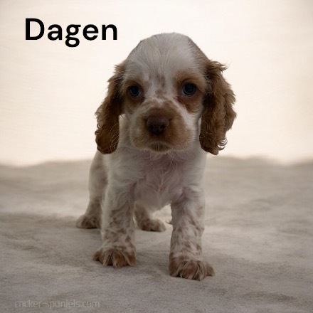 puppy, for, sale, Cocker Spaniel, Joe & Cherri  Overlease, dog, breeder, Miller, MO, dog-breeder, puppy-for-sale, forsale, nearby, find, puppyfind, locator, puppylocator, aca